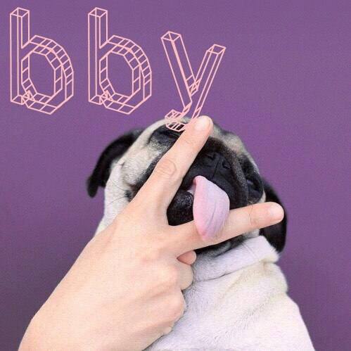 En bild på en pug som slickar mellan två fingrar med texten "BBY".