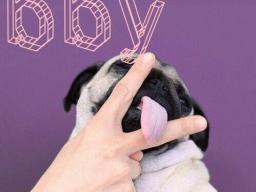 En bild på en pug som slickar mellan två fingrar med texten "BBY".